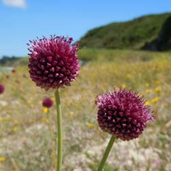 allium sphaerocephalon - ail a tete ronde